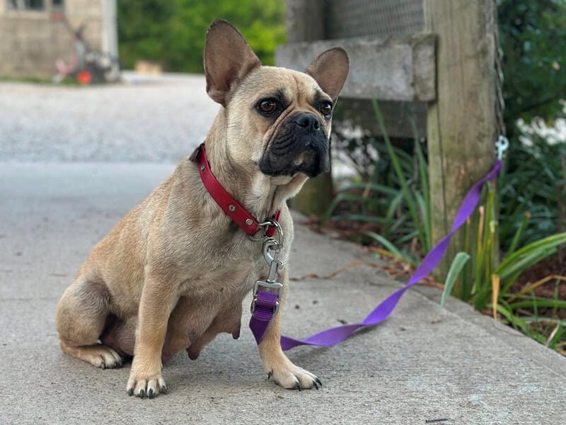 Sheila, our French Bulldog dam at Brubackers Beloved Bulldogs in Kentucky.