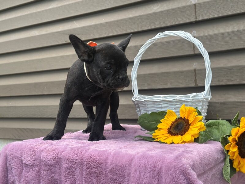 Keepsake image
