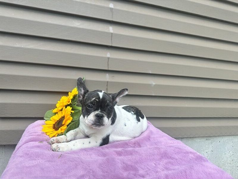 Kinder, a white & black French Bulldog puppy in Kentucky.