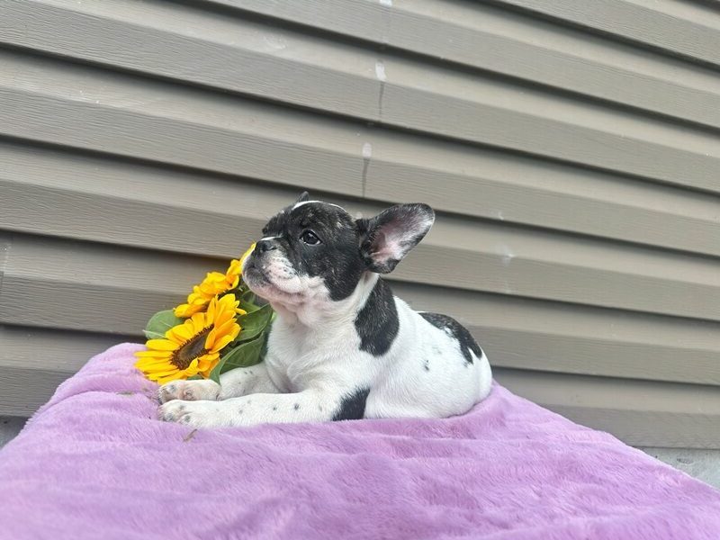 Kinder, a white & black French Bulldog puppy in Kentucky.