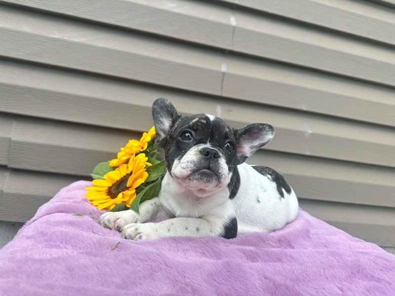 Kinder, a white & black French Bulldog puppy in Kentucky.