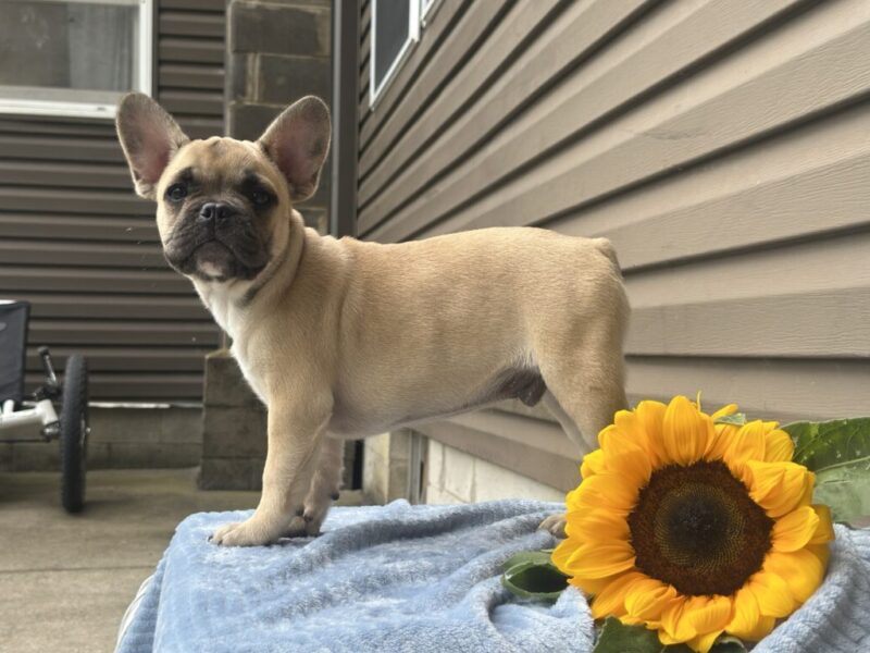 Sugar Cane, a French Bulldog puppy at Brubackers Beloved Bulldogs in Kentucky.