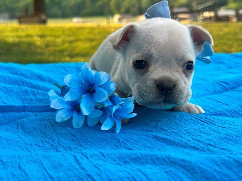 Surprise, a French Bulldog puppy at Brubackers Beloved Bulldogs in Kentucky.