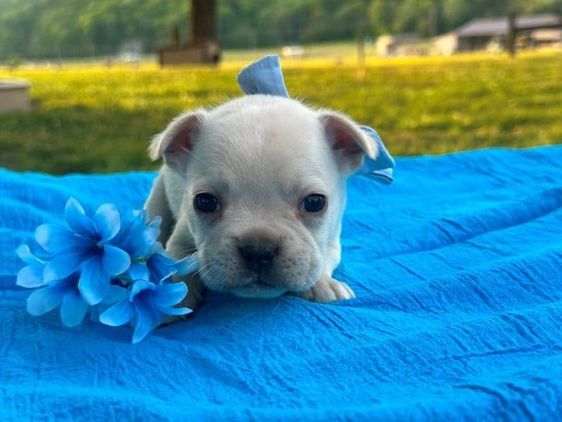 Surprise, a French Bulldog puppy at Brubackers Beloved Bulldogs in Kentucky.