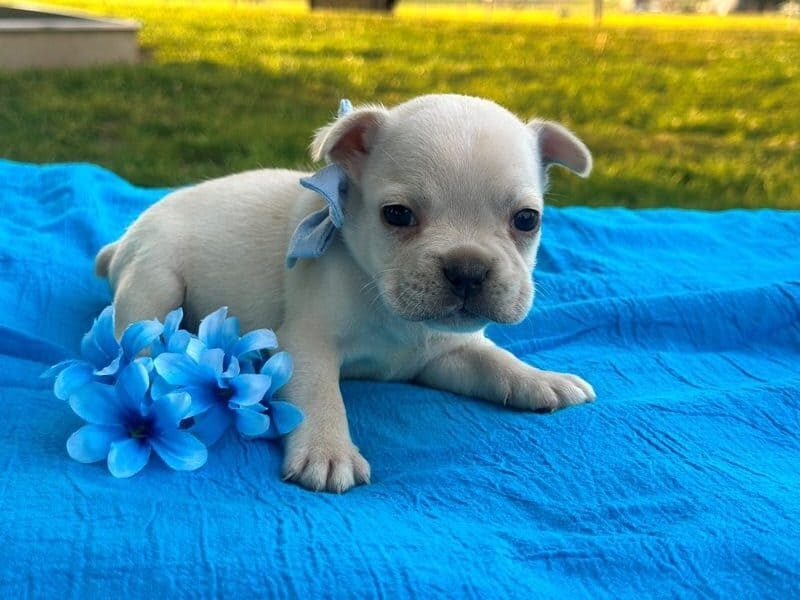 Surprise, a French Bulldog puppy at Brubackers Beloved Bulldogs in Kentucky.