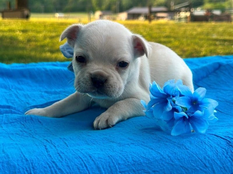 Surprise, a French Bulldog puppy at Brubackers Beloved Bulldogs in Kentucky.