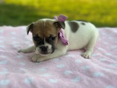 Photo1 for Sweet Pea