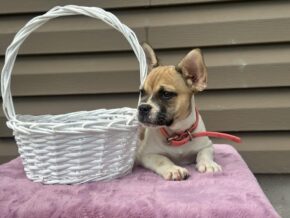 Photo of Sweet Pea