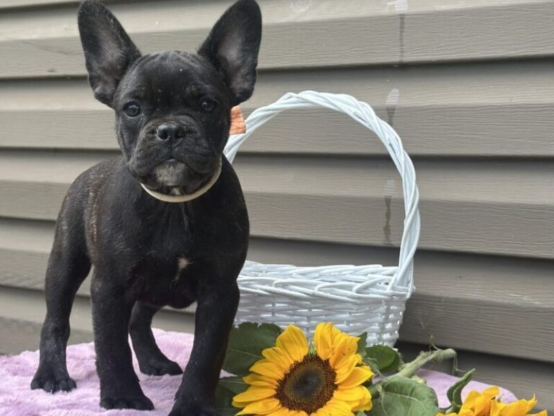 Kosher, a apricot French Bulldog puppy in Kentucky.