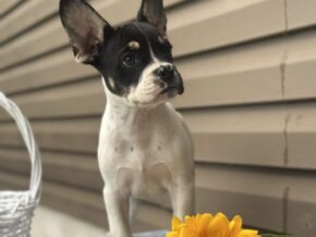 Photo of Sunkist