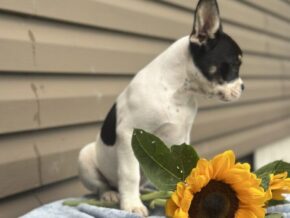 Photo of Sunkist
